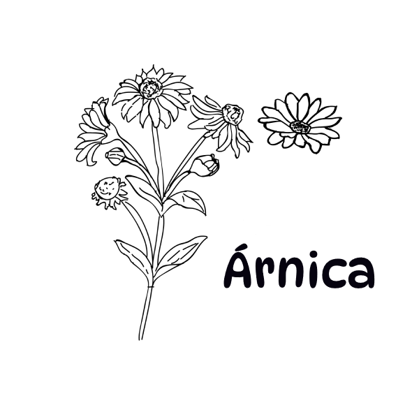 arnica