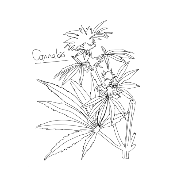 cannabis