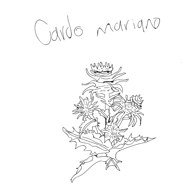 cardo