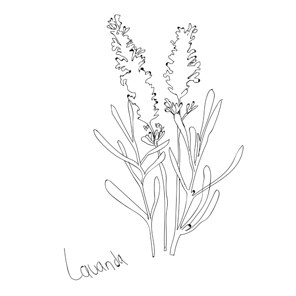 lavanda